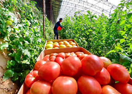 助力蔬菜流通，维护乡村振兴将成为主流服务——中国蔬菜流通协会乡村振兴委员会走访上海银龙农业