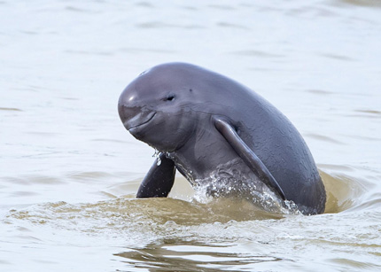 摄影 | 上海生态摄影师与长江淡水豚类之约