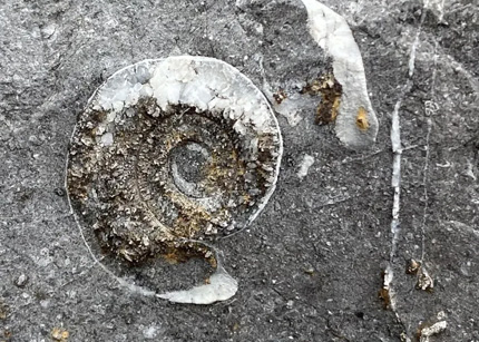 让化石“活”起来——自贡恐龙博物馆“萌宠”文创产业的探索之路 ...