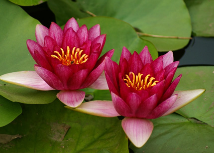 寻梦红莲队深入红色沃土，共绘“莲花”精神新篇章