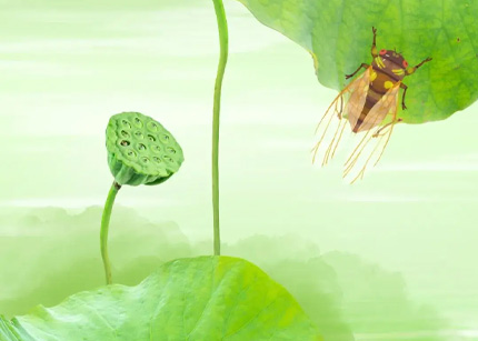 小暑、大暑,谁的“火力”更胜一筹?