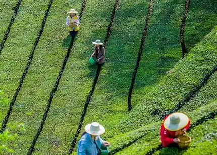 江西资溪：春茶飘香 茶农采茶忙