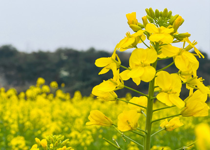 我们一起去看油菜花海,找寻曾经乡野田间的童年快乐