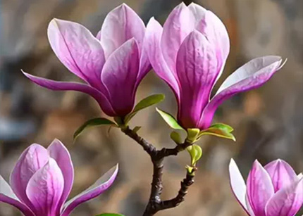 荧屏上玉兰绽放 城市里玉兰飘香